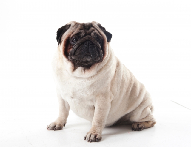 パグの平均寿命は 最高年齢犬のギネス記録にも注目 Wan Lineブログ
