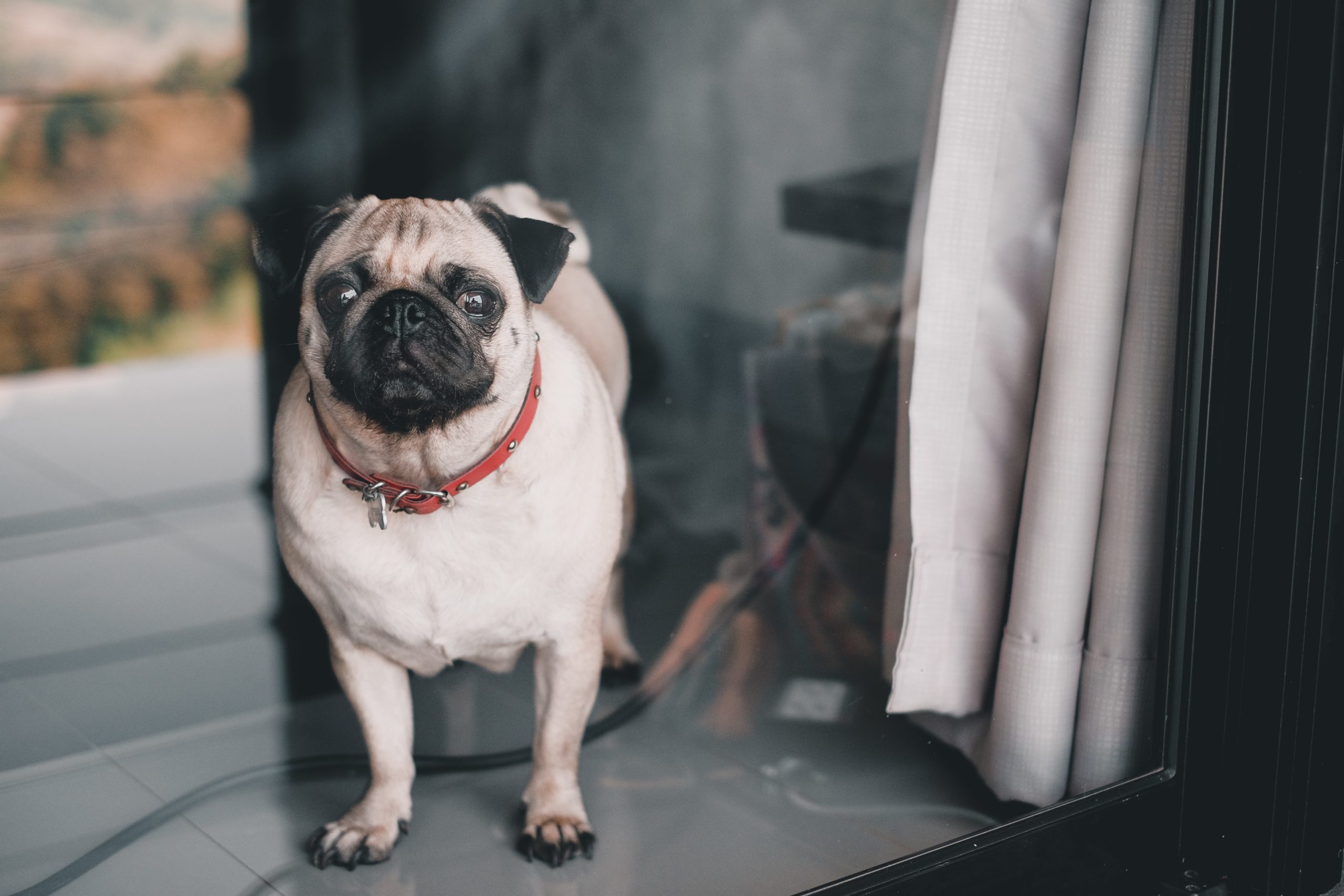 パグの子犬を家族に迎えたい 値段の高い子犬と安い子犬の違いは何 Wan Lineブログ