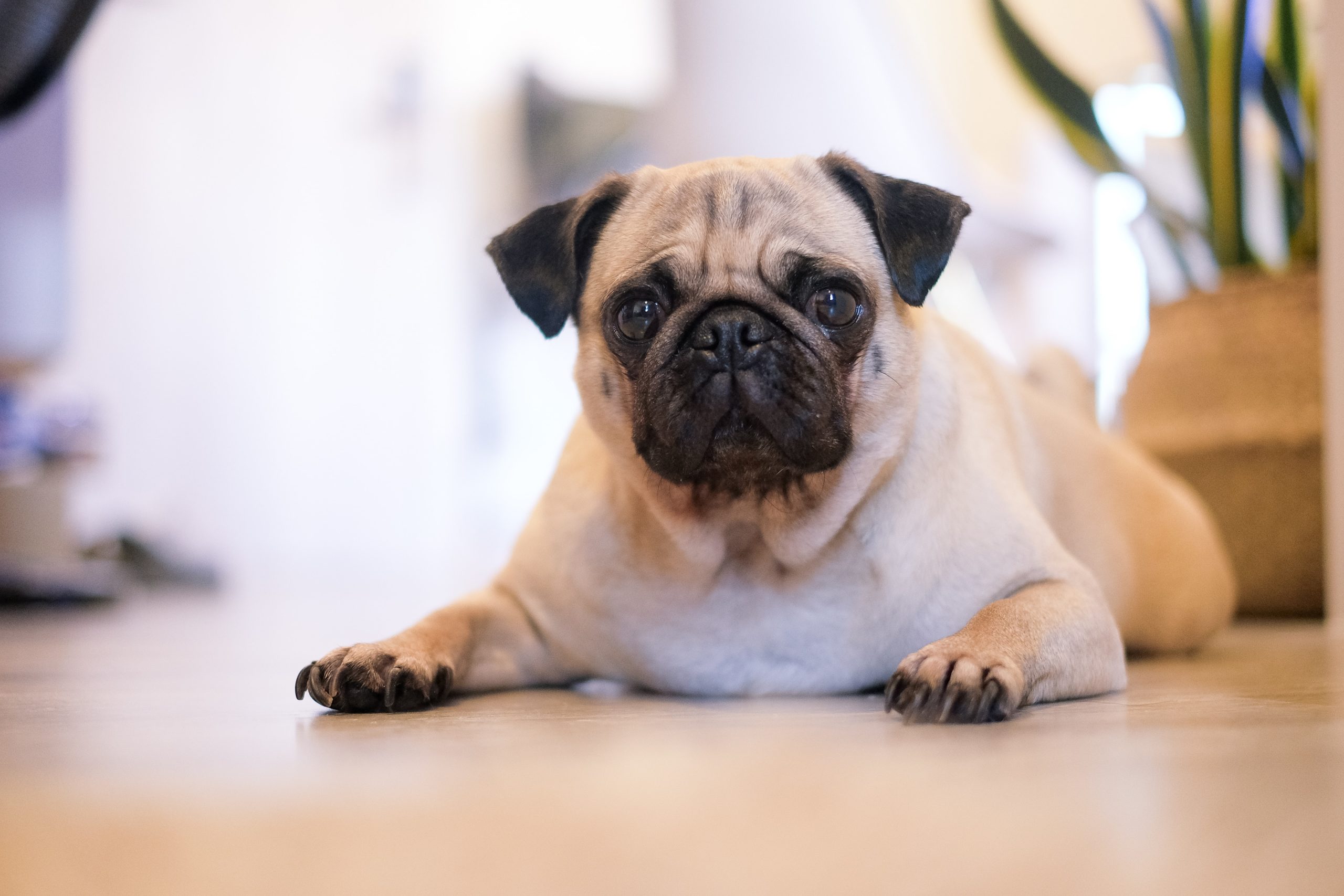 パグの子犬を家族に迎えたい 値段の高い子犬と安い子犬の違いは何 Wan Lineブログ