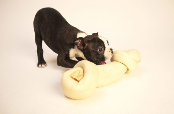 ボストンテリアの子犬特有の噛み癖のしつけ方法 Wan Lineブログ