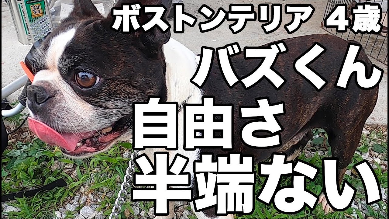ボストンテリア JEKCA BLOC】ボストン・テリア(S・M) | 立体ブロック（JEKCA